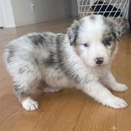 Flower - Blue merle female Australian Shepherd puppy in Ellensburg, Washington from Creekside Aussies