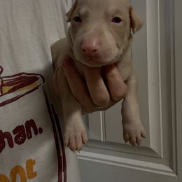 Teal blue male - Fawn (isabella) and rust male Doberman Pinscher puppy in Ludowici, Georgia from Royal Destiny Kennels