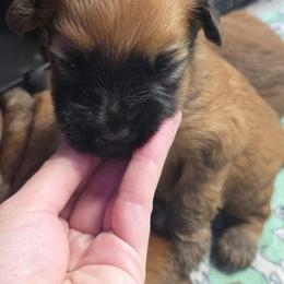 Girl 1 - Wheaten female Soft Coated Wheaten Terrier puppy in Casselberry, Florida from Timberlane