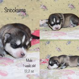 Snookums - Gray and white male Pomsky puppy in Denham Springs, Louisiana from Bayouland Pomskies