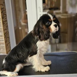 Candy - Cavalier King Charles Spaniel