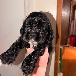 Cracker Jack - Black and white male Cocker Spaniel puppy in Hickory, North Carolina from Homegrown Spaniels