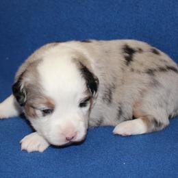 Maple - Blue merle female Miniature American Shepherd puppy in Hillsdale, Michigan from Faithwalk Aussies and Mini American Shepherds
