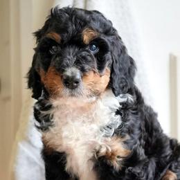 Marsh - Tri-color female Bernedoodle puppy in Folsom, Louisiana from DoodlesFarmCo
