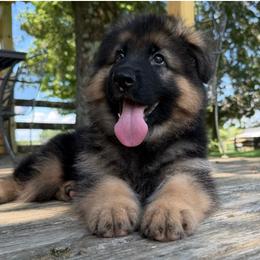 Ella - Black and red female German Shepherd puppy in Winchester, Kentucky from Drache Feld