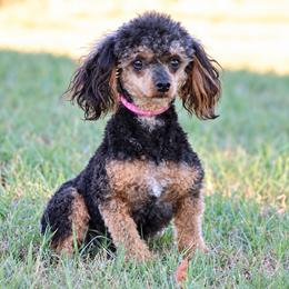 Jade - Poodle