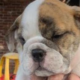 Bulldogs from Heavensent Bulldogs