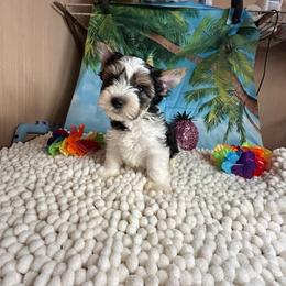 Boy 1(1800) - Black tan and white male Biewer Terrier puppy in Douglas, Georgia from Southern Georgia Yorkies and biewers
