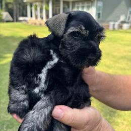 Black and Silver - Black and silver male Miniature Schnauzer puppy in Boaz, Alabama from Sweet Home Schnauzers