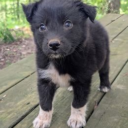 IronMan - Black & white male Australian Shepherd puppy in Moss, Tennessee from Rich 'N Rugged Kennels