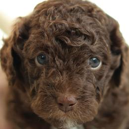 Eve - Brown and white female Bernedoodle puppy in Concord, California from Golden State Good Dogs