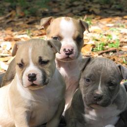 American Bully Puppies from Stacey Criswell