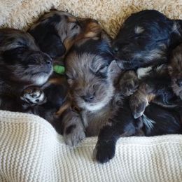 Aussiedoodle, Golden Aussiedoodle, and Goldendoodle Puppies from Miami Mini Doodles