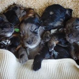 Aussiedoodle, Golden Aussiedoodle, and Goldendoodle Puppies from Miami Mini Doodles