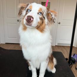 Bambi - Red merle female Australian Shepherd puppy in Richmond, Texas from Big Zen Aussies