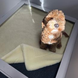 Aussiedoodle and Goldendoodle Puppies from Garside Doodles