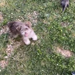 Nestleigh - Miniature Schnauzer