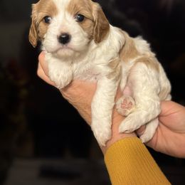 Cavalier King Charles Spaniel, Cavapoo, Maltipoo, and Poodle Puppies from Lainy's Puppies