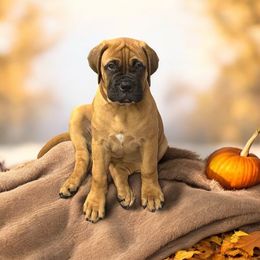 Bullmastiff Puppies from Ambrosia Mastiffs