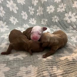 Winston - Blenheim male Cavapoo puppy in Glendale, Arizona from Dashing Dogs