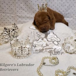 Dilute Retriever and Labrador Retriever Puppies from Kilgore’s Labrador Retrievers