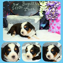 Bugatti - Black tri male Toy Australian Shepherd puppy in Levelland, Texas from Once Upon a Time Aussies