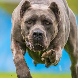 Cane Corso and Standard Schnauzers from Sarama