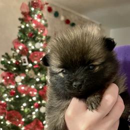 Pomeranian Puppies from Whippoorwill Pomeranians