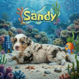 Sandy - Red merle female Aussiedoodle puppy in Kennesaw, Georgia from Distinctive Doodle