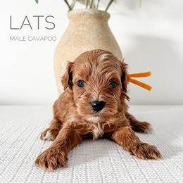 Bernedoodle and Cavapoo Puppies from Cariad Doodles