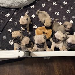 Boy 2 - Fawn male Pug puppy in Live Oak, Florida from Heartstring Pugs