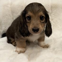 Murphy - Cream male Dachshund puppy in Charleston, Illinois from Gooddach’s Dachshunds