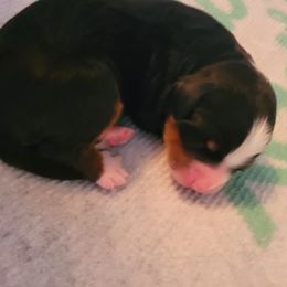 Bernedoodle Puppies from Refined Doodles