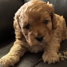 Stanley - Red male Cavapoo puppy in Burke, New York from Patti’s Puppies