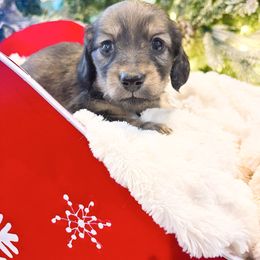 Honey 3500 - Cream female Dachshund puppy in Sylvania, Alabama from Yancey’s Doxies