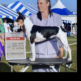 Dallas - Rat Terrier