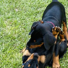 Doberman Pinscher Puppies from TeatreeDoberman