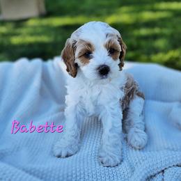 Cavapoo Puppies from North Ranch Doodles