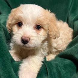 Poppy - Cream female Aussiedoodle puppy in Missouri from Mini AussieDoodles on Meadow Lane