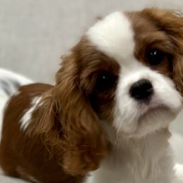 Cavalier King Charles Spaniels from Farmhouse Cavaliers NC