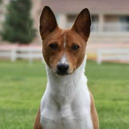 Rio - Basenji