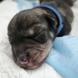 Boy 1 - male Miniature Schnauzer puppy in Hurst, Texas from SSPuppy - Sophisticated Schnauzers