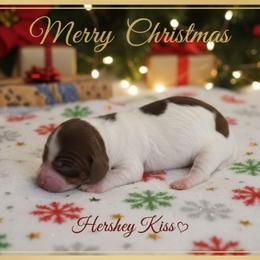 Hershey Kiss - Piebald female Dachshund puppy in Marshall, Texas from Wilson's Kennels