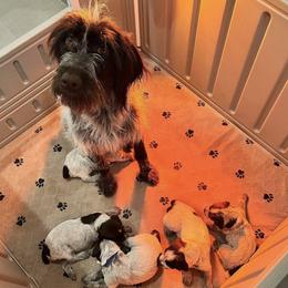 Wirehaired Pointing Griffons from Star Valley Griffs