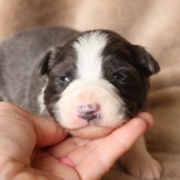 Jingle - AKC Reg Slate (Blue) - Slate male Border Collie puppy in Courtland, Alabama from C Bar C Ranch Border Collies