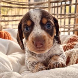 Theo - Piebald male Dachshund puppy in Mesa, Arizona from Dach Army LLC