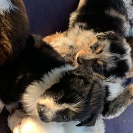 Australian Shepherd Puppies from Bunkhouse aussies