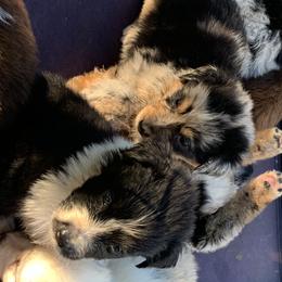 Australian Shepherd Puppies from Bunkhouse aussies