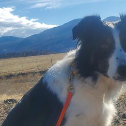 Border Collies from Flock and fang