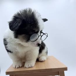 Flounder - Black and tan male Pembroke Welsh Corgi puppy in Vacaville, California from Hope_4thebay_Corgis